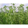 Secadora de Stevia, equipamento de secagem de stevia